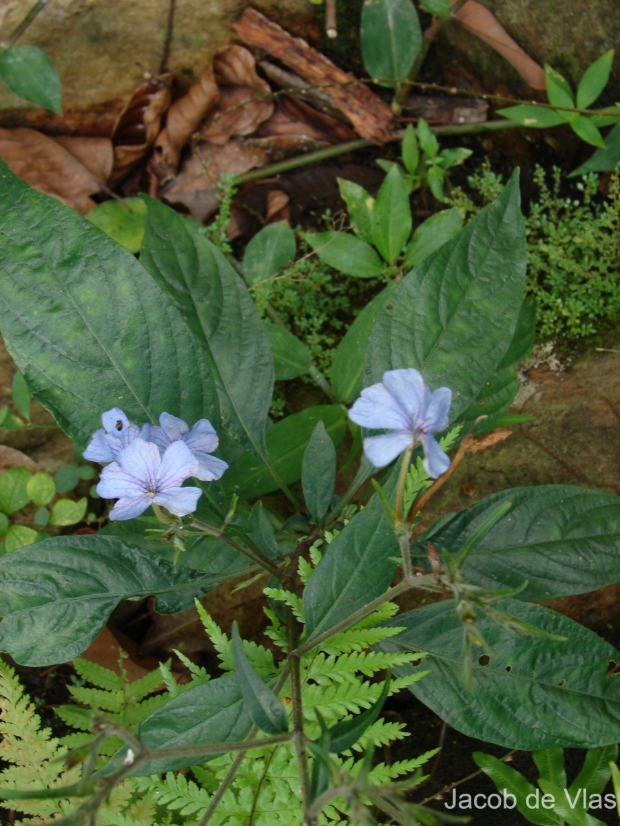 Eranthemum capense L.